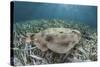 An Electric Ray on the Seafloor of Turneffe Atoll Off the Coast of Belize-Stocktrek Images-Stretched Canvas