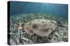 An Electric Ray on the Seafloor of Turneffe Atoll Off the Coast of Belize-Stocktrek Images-Stretched Canvas