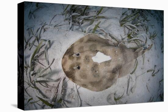 An Electric Ray on the Seafloor of Turneffe Atoll Off the Coast of Belize-Stocktrek Images-Stretched Canvas