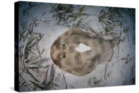 An Electric Ray on the Seafloor of Turneffe Atoll Off the Coast of Belize-Stocktrek Images-Stretched Canvas