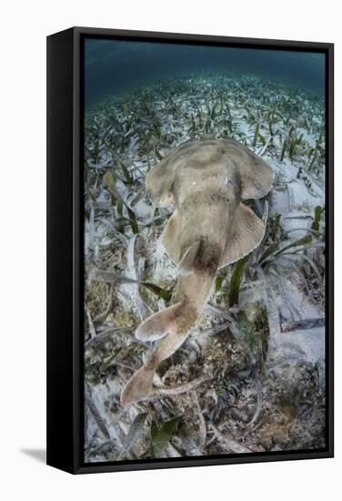 An Electric Ray on the Seafloor of Turneffe Atoll Off the Coast of Belize-Stocktrek Images-Framed Stretched Canvas