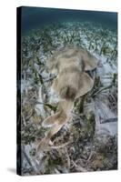 An Electric Ray on the Seafloor of Turneffe Atoll Off the Coast of Belize-Stocktrek Images-Stretched Canvas