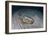 An Electric Ray on the Seafloor of Turneffe Atoll Off the Coast of Belize-Stocktrek Images-Framed Photographic Print