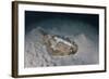 An Electric Ray on the Seafloor of Turneffe Atoll Off the Coast of Belize-Stocktrek Images-Framed Photographic Print