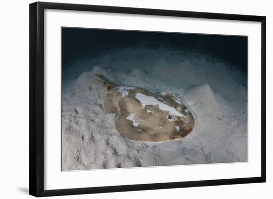 An Electric Ray on the Seafloor of Turneffe Atoll Off the Coast of Belize-Stocktrek Images-Framed Photographic Print