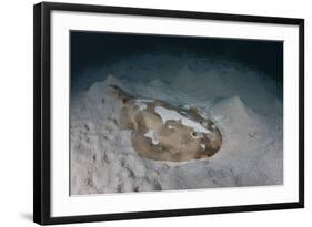 An Electric Ray on the Seafloor of Turneffe Atoll Off the Coast of Belize-Stocktrek Images-Framed Photographic Print