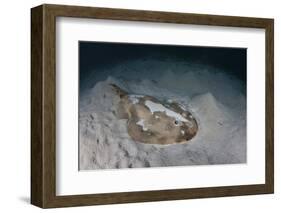 An Electric Ray on the Seafloor of Turneffe Atoll Off the Coast of Belize-Stocktrek Images-Framed Photographic Print