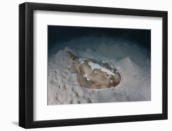 An Electric Ray on the Seafloor of Turneffe Atoll Off the Coast of Belize-Stocktrek Images-Framed Photographic Print