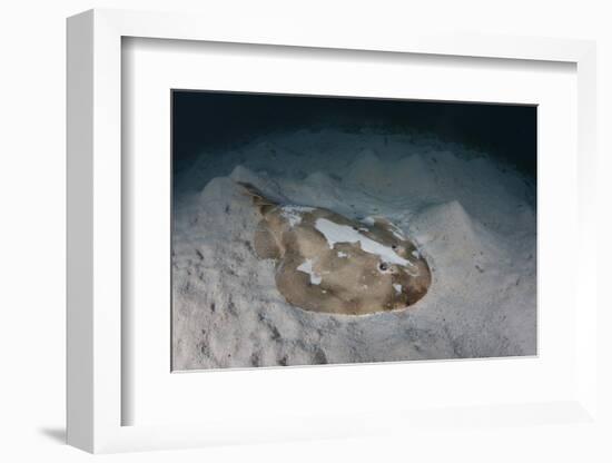 An Electric Ray on the Seafloor of Turneffe Atoll Off the Coast of Belize-Stocktrek Images-Framed Photographic Print