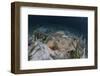 An Electric Ray on the Seafloor of Turneffe Atoll Off the Coast of Belize-Stocktrek Images-Framed Photographic Print