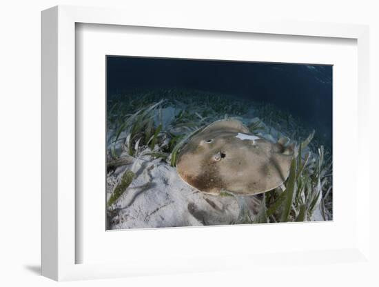 An Electric Ray on the Seafloor of Turneffe Atoll Off the Coast of Belize-Stocktrek Images-Framed Photographic Print