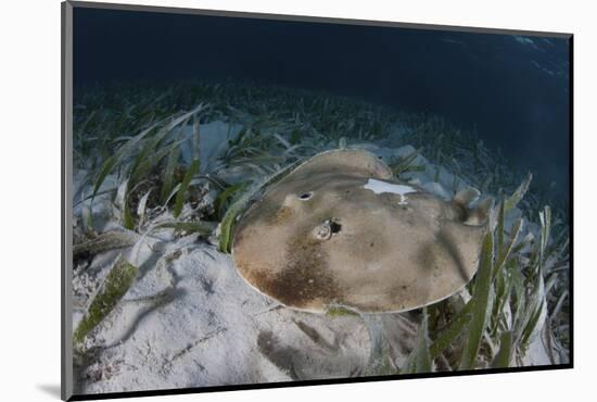 An Electric Ray on the Seafloor of Turneffe Atoll Off the Coast of Belize-Stocktrek Images-Mounted Photographic Print