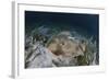 An Electric Ray on the Seafloor of Turneffe Atoll Off the Coast of Belize-Stocktrek Images-Framed Photographic Print