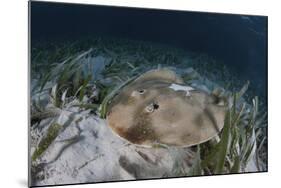 An Electric Ray on the Seafloor of Turneffe Atoll Off the Coast of Belize-Stocktrek Images-Mounted Photographic Print