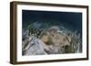 An Electric Ray on the Seafloor of Turneffe Atoll Off the Coast of Belize-Stocktrek Images-Framed Photographic Print