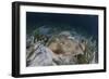 An Electric Ray on the Seafloor of Turneffe Atoll Off the Coast of Belize-Stocktrek Images-Framed Photographic Print