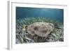 An Electric Ray on the Seafloor of Turneffe Atoll Off the Coast of Belize-Stocktrek Images-Framed Photographic Print