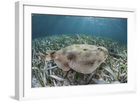 An Electric Ray on the Seafloor of Turneffe Atoll Off the Coast of Belize-Stocktrek Images-Framed Photographic Print