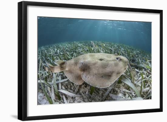 An Electric Ray on the Seafloor of Turneffe Atoll Off the Coast of Belize-Stocktrek Images-Framed Photographic Print