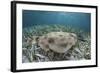 An Electric Ray on the Seafloor of Turneffe Atoll Off the Coast of Belize-Stocktrek Images-Framed Photographic Print