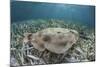 An Electric Ray on the Seafloor of Turneffe Atoll Off the Coast of Belize-Stocktrek Images-Mounted Photographic Print