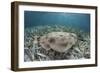 An Electric Ray on the Seafloor of Turneffe Atoll Off the Coast of Belize-Stocktrek Images-Framed Photographic Print