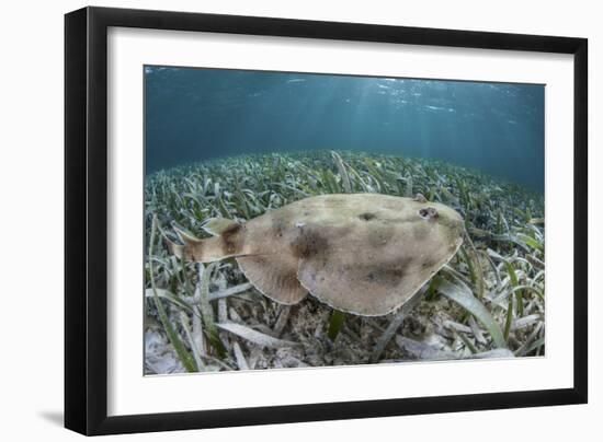 An Electric Ray on the Seafloor of Turneffe Atoll Off the Coast of Belize-Stocktrek Images-Framed Photographic Print