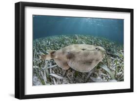 An Electric Ray on the Seafloor of Turneffe Atoll Off the Coast of Belize-Stocktrek Images-Framed Photographic Print