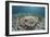 An Electric Ray on the Seafloor of Turneffe Atoll Off the Coast of Belize-Stocktrek Images-Framed Photographic Print