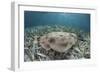 An Electric Ray on the Seafloor of Turneffe Atoll Off the Coast of Belize-Stocktrek Images-Framed Photographic Print