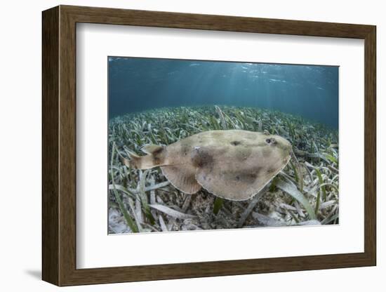 An Electric Ray on the Seafloor of Turneffe Atoll Off the Coast of Belize-Stocktrek Images-Framed Photographic Print