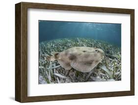 An Electric Ray on the Seafloor of Turneffe Atoll Off the Coast of Belize-Stocktrek Images-Framed Photographic Print