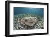 An Electric Ray on the Seafloor of Turneffe Atoll Off the Coast of Belize-Stocktrek Images-Framed Photographic Print