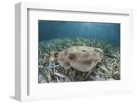 An Electric Ray on the Seafloor of Turneffe Atoll Off the Coast of Belize-Stocktrek Images-Framed Photographic Print