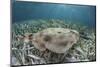 An Electric Ray on the Seafloor of Turneffe Atoll Off the Coast of Belize-Stocktrek Images-Mounted Photographic Print