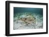 An Electric Ray on the Seafloor of Turneffe Atoll Off the Coast of Belize-Stocktrek Images-Framed Photographic Print