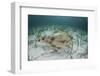 An Electric Ray on the Seafloor of Turneffe Atoll Off the Coast of Belize-Stocktrek Images-Framed Photographic Print