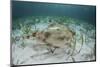 An Electric Ray on the Seafloor of Turneffe Atoll Off the Coast of Belize-Stocktrek Images-Mounted Photographic Print