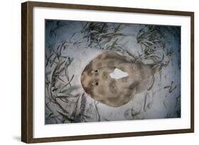 An Electric Ray on the Seafloor of Turneffe Atoll Off the Coast of Belize-Stocktrek Images-Framed Photographic Print