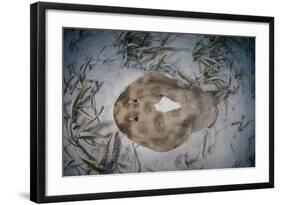 An Electric Ray on the Seafloor of Turneffe Atoll Off the Coast of Belize-Stocktrek Images-Framed Photographic Print