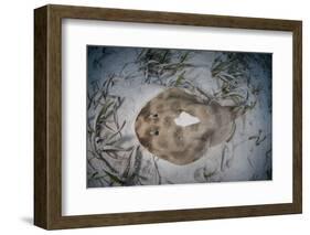 An Electric Ray on the Seafloor of Turneffe Atoll Off the Coast of Belize-Stocktrek Images-Framed Photographic Print