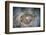 An Electric Ray on the Seafloor of Turneffe Atoll Off the Coast of Belize-Stocktrek Images-Framed Photographic Print