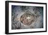 An Electric Ray on the Seafloor of Turneffe Atoll Off the Coast of Belize-Stocktrek Images-Framed Photographic Print