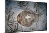 An Electric Ray on the Seafloor of Turneffe Atoll Off the Coast of Belize-Stocktrek Images-Mounted Photographic Print