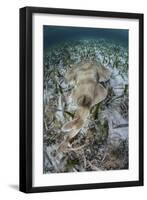 An Electric Ray on the Seafloor of Turneffe Atoll Off the Coast of Belize-Stocktrek Images-Framed Photographic Print