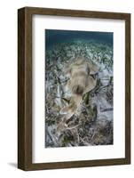 An Electric Ray on the Seafloor of Turneffe Atoll Off the Coast of Belize-Stocktrek Images-Framed Photographic Print