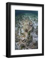 An Electric Ray on the Seafloor of Turneffe Atoll Off the Coast of Belize-Stocktrek Images-Framed Photographic Print