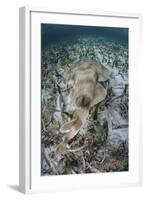 An Electric Ray on the Seafloor of Turneffe Atoll Off the Coast of Belize-Stocktrek Images-Framed Photographic Print