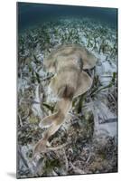 An Electric Ray on the Seafloor of Turneffe Atoll Off the Coast of Belize-Stocktrek Images-Mounted Photographic Print