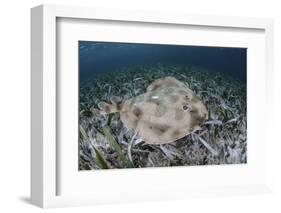 An Electric Ray on the Seafloor of Turneffe Atoll Off the Coast of Belize-Stocktrek Images-Framed Photographic Print